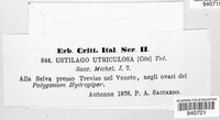 Ustilago utriculosa image